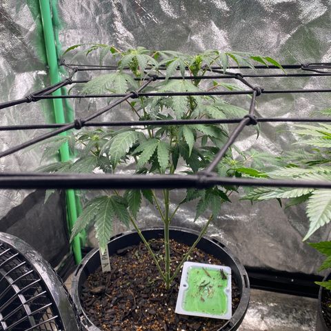 Wild A(Purple Stuff) growlog photo: A and B are now flowering faster than C. Estimated Harvest: 5-6 weeks. Will have to get another setup if C is still flowering by then.