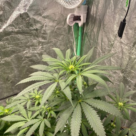Wild A(Purple Stuff) growlog photo: A and B are now flowering faster than C. Estimated Harvest: 5-6 weeks. Will have to get another setup if C is still flowering by then.