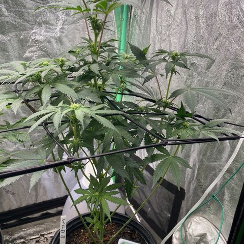 Wild A(Purple Stuff) growlog photo: A and B are now flowering faster than C. Estimated Harvest: 5-6 weeks. Will have to get another setup if C is still flowering by then.