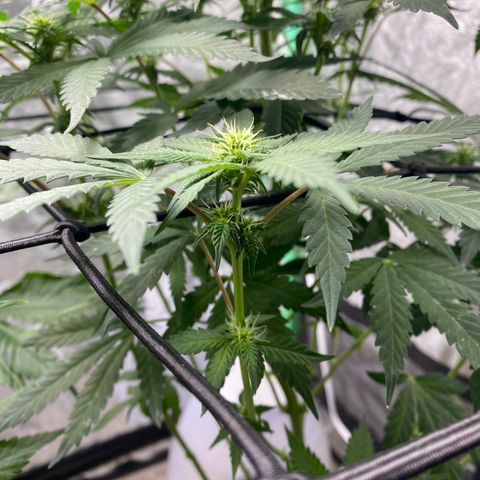 Wild A(Purple Stuff) growlog timeline photo