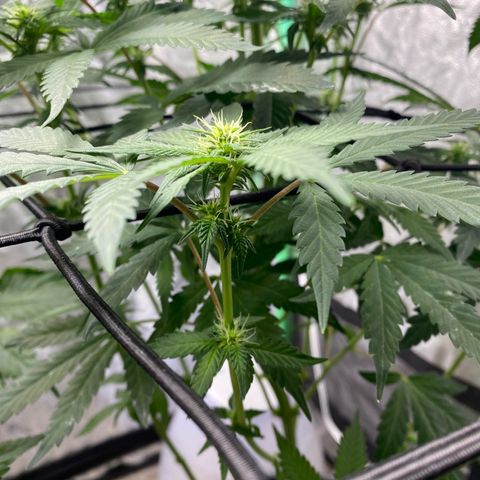 Wild A(Purple Stuff) growlog timeline photo