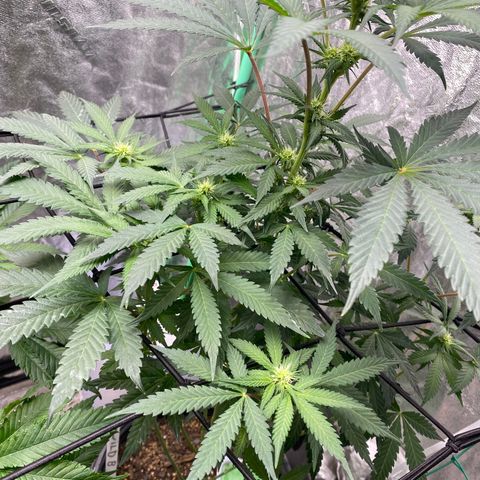 Wild A(Purple Stuff) growlog timeline photo