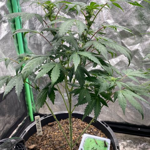 Wild A(Purple Stuff) growlog timeline photo