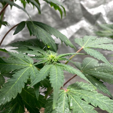 Wild A(Purple Stuff) growlog timeline photo