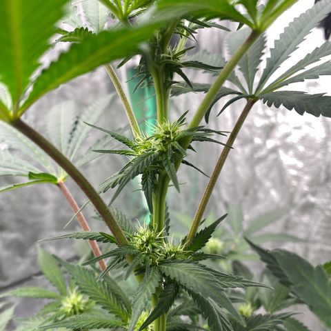 Wild A(Purple Stuff) growlog timeline photo