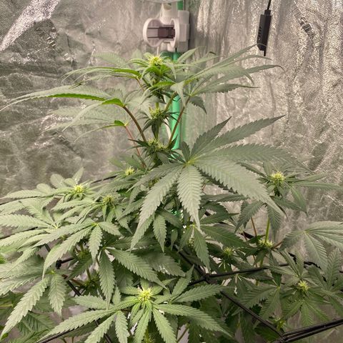 Wild A(Purple Stuff) growlog timeline photo