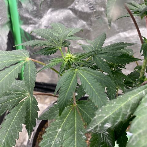Wild A(Purple Stuff) growlog timeline photo