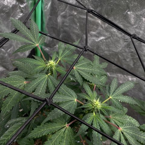 Wild A(Purple Stuff) growlog timeline photo