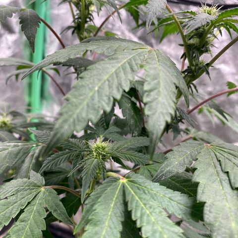 Wild A(Purple Stuff) growlog timeline photo