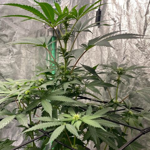 Wild A(Purple Stuff) growlog timeline photo