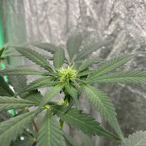 Wild A(Purple Stuff) growlog timeline photo