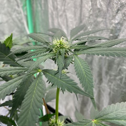 Wild A(Purple Stuff) growlog timeline photo