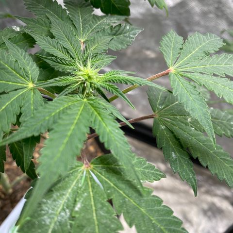 Wild A(Purple Stuff) growlog timeline photo