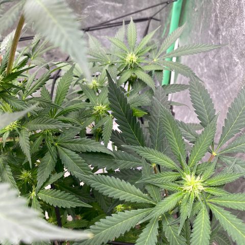 Wild A(Purple Stuff) growlog timeline photo
