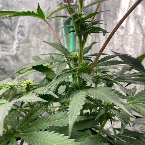 Wild A(Purple Stuff) growlog timeline photo