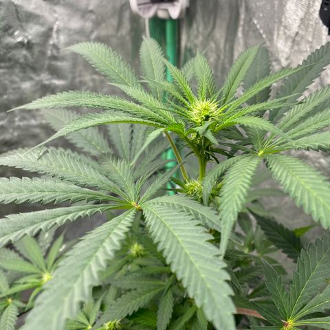 Wild A(Purple Stuff) growlog timeline photo