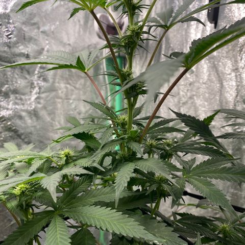 Wild A(Purple Stuff) growlog timeline photo