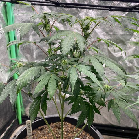Wild A(Purple Stuff) growlog timeline photo