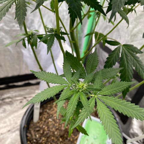 Wild A(Purple Stuff) growlog timeline photo