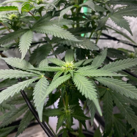 Wild A(Purple Stuff) growlog timeline photo