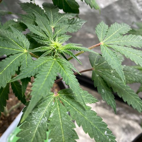 Wild A(Purple Stuff) growlog timeline photo
