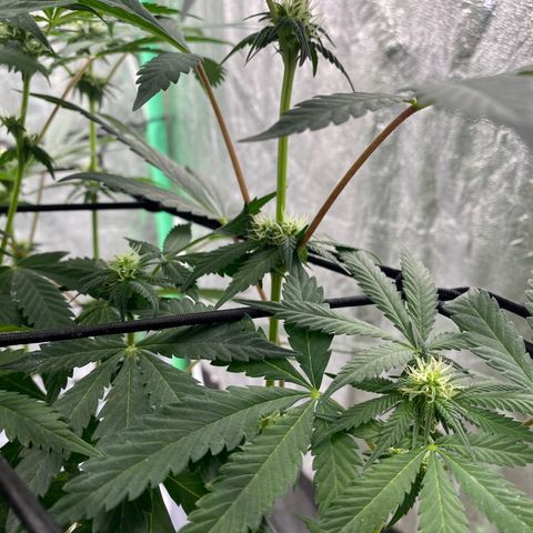 Wild A(Purple Stuff) growlog timeline photo