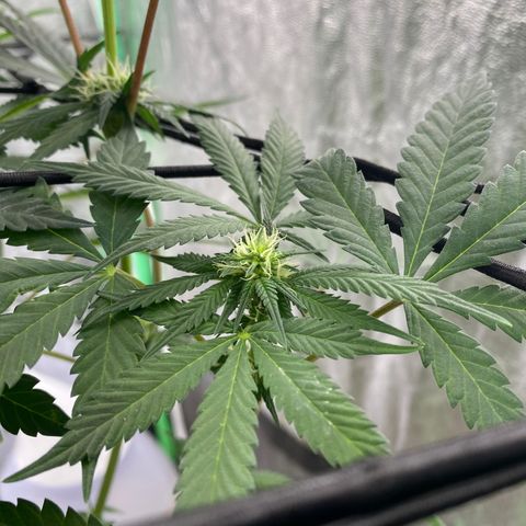 Wild A(Purple Stuff) growlog timeline photo