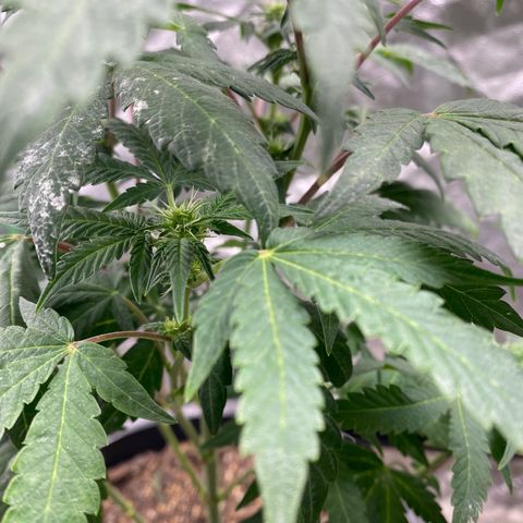 Wild A(Purple Stuff) growlog timeline photo