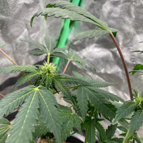 Wild A(Purple Stuff) growlog timeline photo