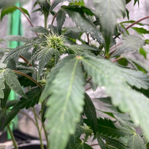Wild A(Purple Stuff) growlog timeline photo