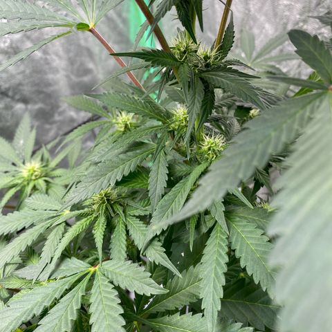 Wild A(Purple Stuff) growlog timeline photo