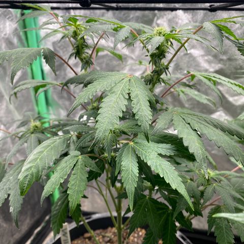 Wild A(Purple Stuff) growlog timeline photo