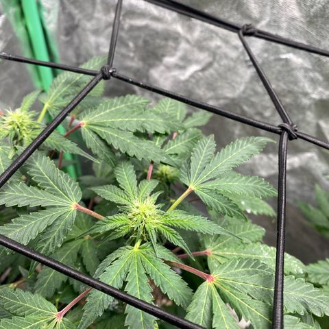 Wild A(Purple Stuff) growlog timeline photo