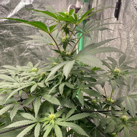 Wild A(Purple Stuff) growlog timeline photo