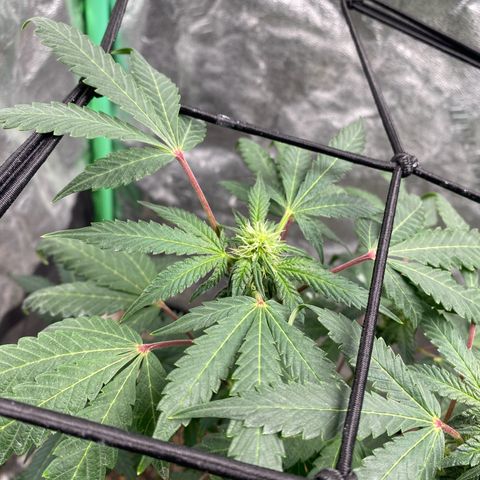 Wild A(Purple Stuff) growlog timeline photo