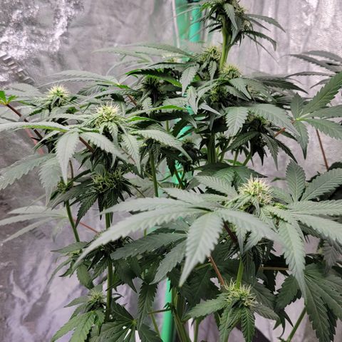 Wild A(Purple Stuff) growlog timeline photo
