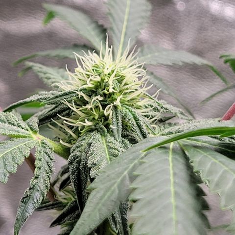 Wild A(Purple Stuff) growlog timeline photo