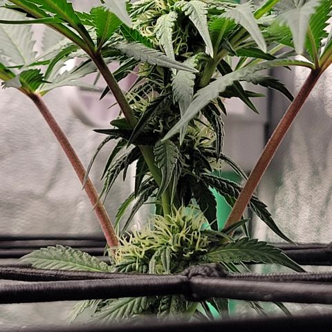 Wild A(Purple Stuff) growlog timeline photo