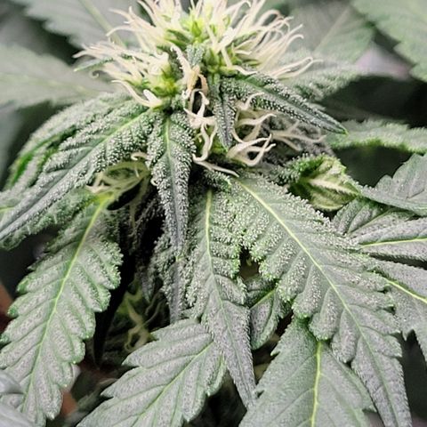 Wild A(Purple Stuff) growlog timeline photo