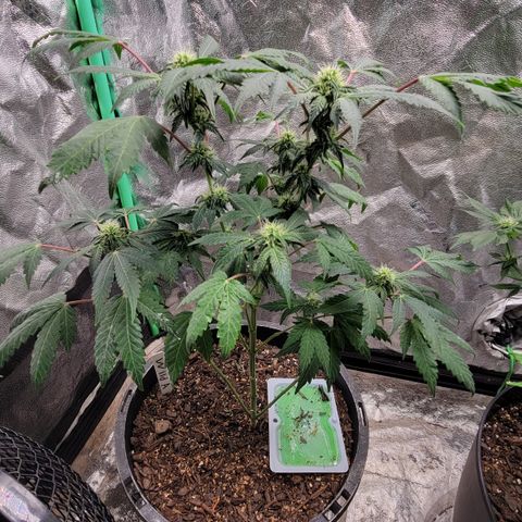 Wild A(Purple Stuff) growlog timeline photo