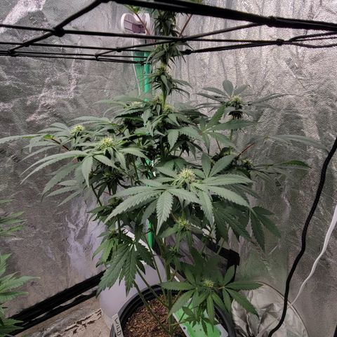 Wild A(Purple Stuff) growlog timeline photo