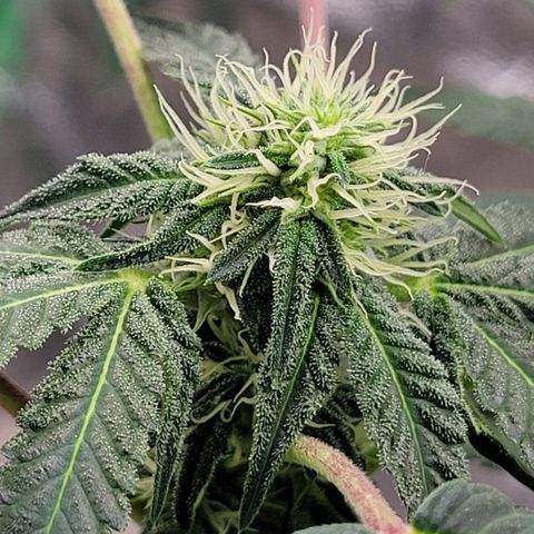 Wild A(Purple Stuff) growlog timeline photo