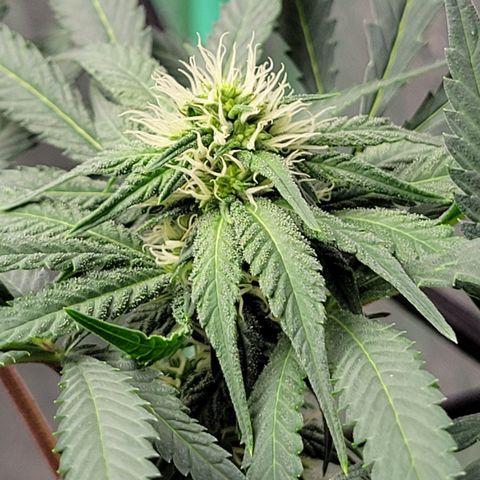 Wild A(Purple Stuff) growlog timeline photo