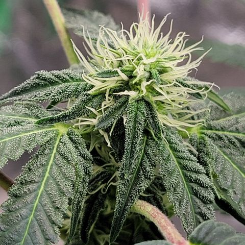 Wild A(Purple Stuff) growlog timeline photo