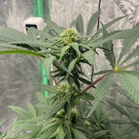 Wild A(Purple Stuff) growlog timeline photo