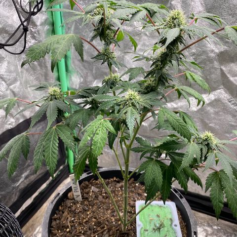 Wild A(Purple Stuff) growlog timeline photo