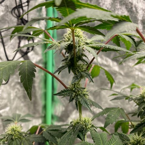 Wild A(Purple Stuff) growlog timeline photo