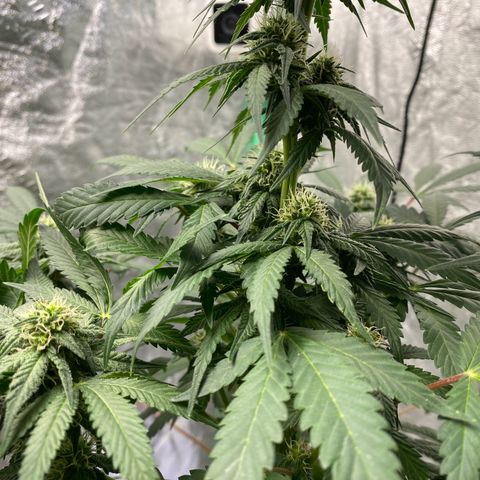 Wild A(Purple Stuff) growlog timeline photo