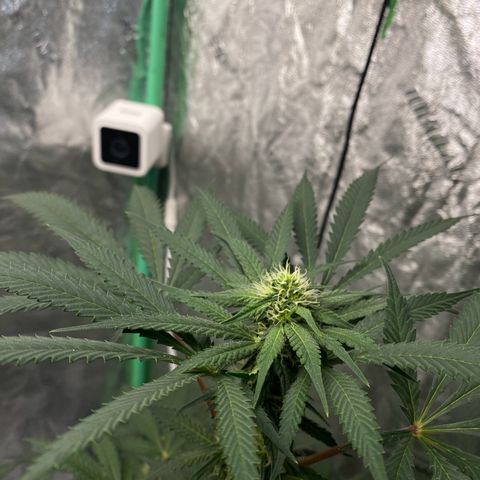 Wild A(Purple Stuff) growlog timeline photo