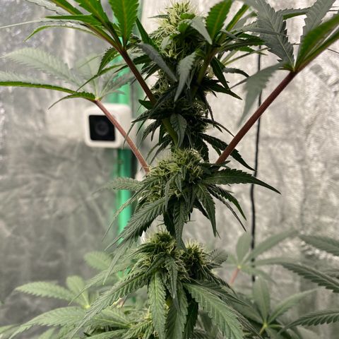Wild A(Purple Stuff) growlog timeline photo